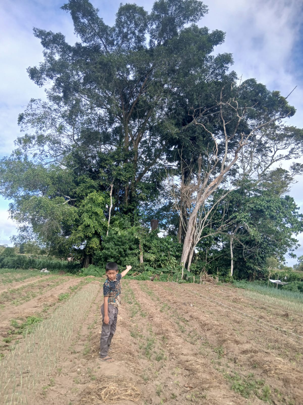 Batang Kayu Jabi-Jabi di Desa Lingga (Sumber: Dokumentasi Pribadi)